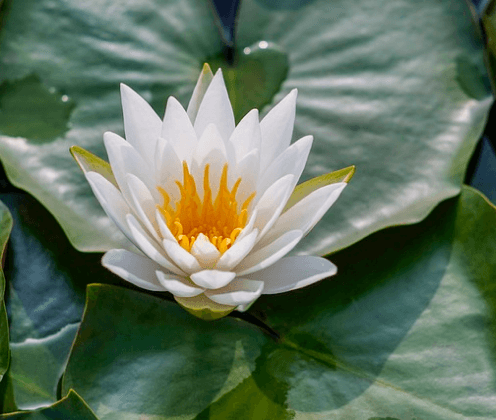 lotus